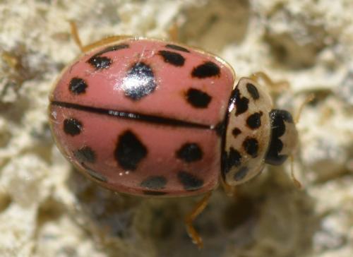 Réf. 228 860 : Oenopia conglobata